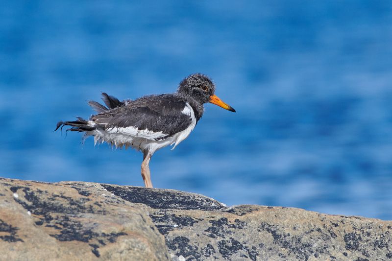 #bird #wildlife #nature #birdphotography Птенец кулика-сорокиphoto preview