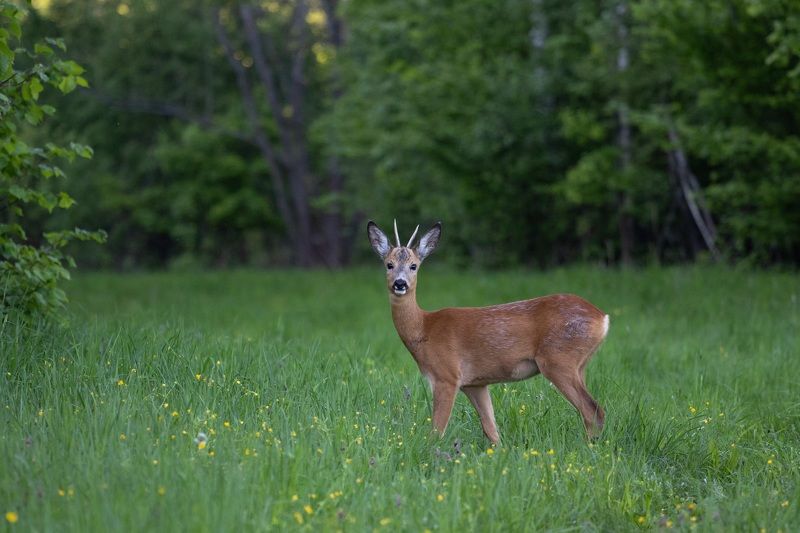 На лесной поляне.photo preview