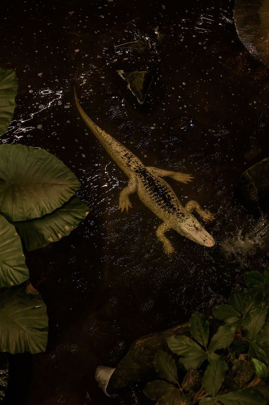 alligator du Mississippiphoto preview