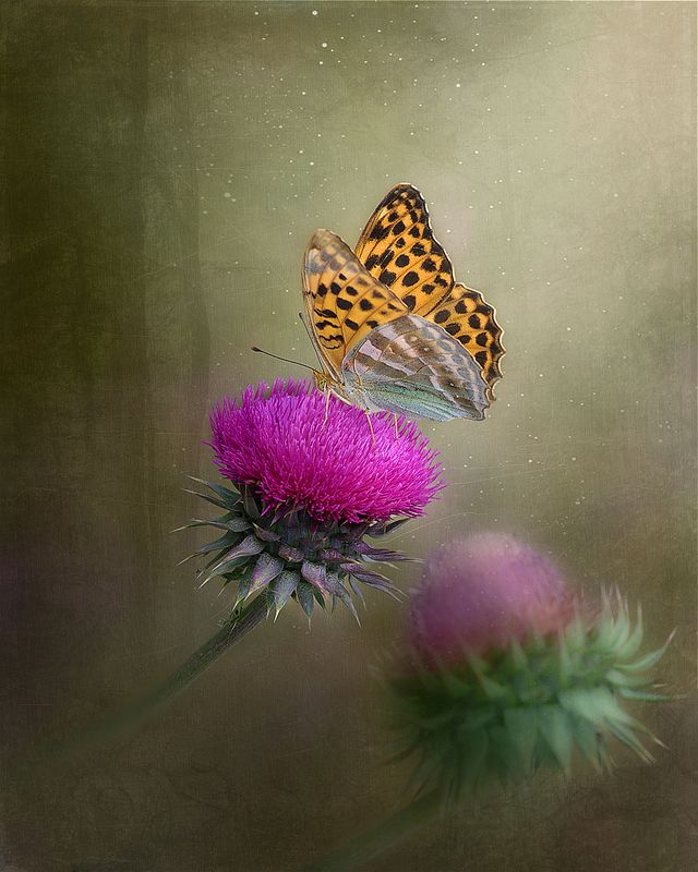 бабочкиphoto preview