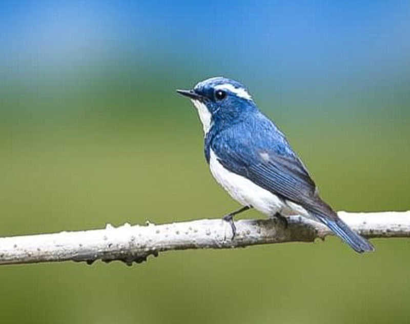 Ultramarine Flycatcherphoto preview