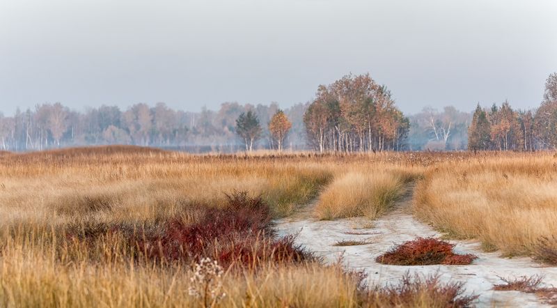 дорога, осень, утро, заказник, дорога в осень..photo preview