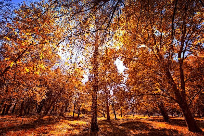autumn, color, colors, color image, enchanted, landscape, leaf, leaves, nature, photography, sky, tree, trees, Enchanted Autumnphoto preview