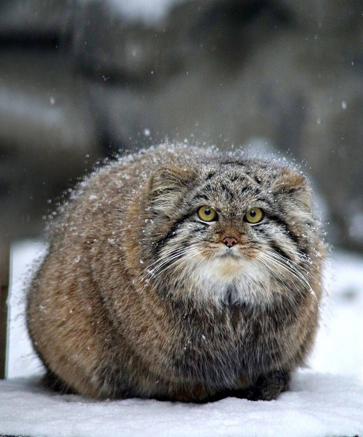 Манул. Автор: Алексей Родак , Алексей Родак