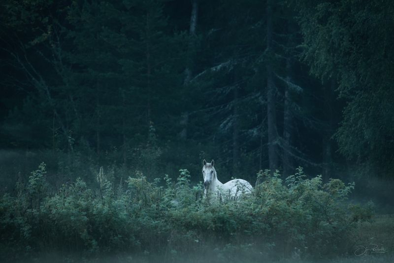 Сон в летнюю ночьphoto preview