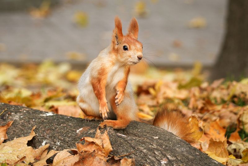 парк, животные, белка Белка в парке фото превью