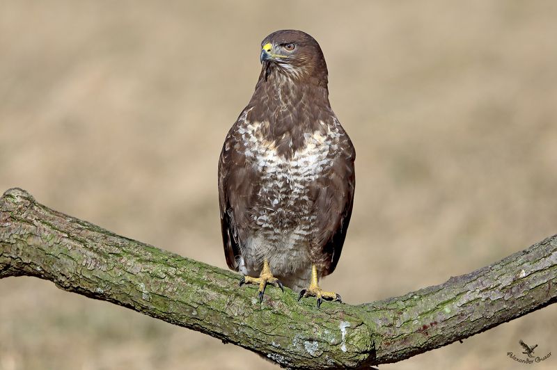 Канюк. фото превью