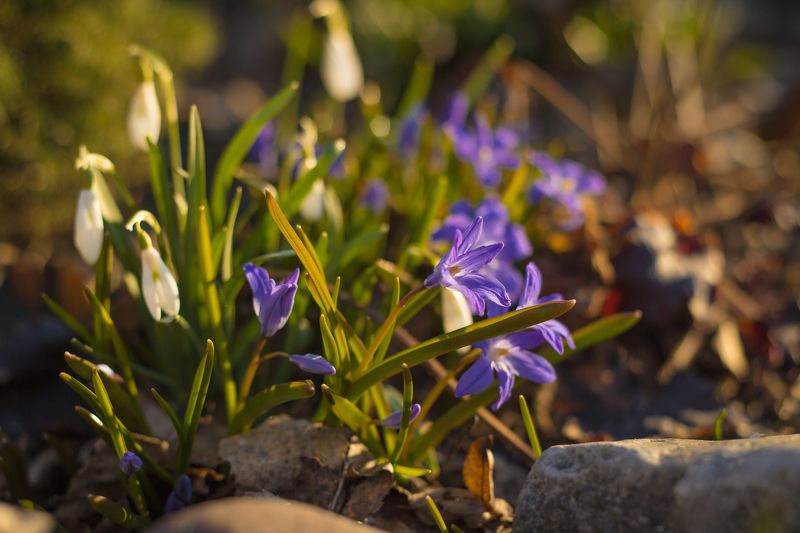 пролеска, подснежники, весна, цветы photo preview