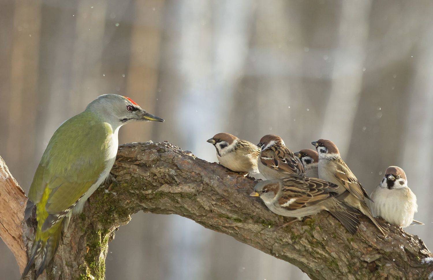 Собрание. Автор: Коледова Ирина седой дятел, воробьи, сюжет, Коледова Ирина