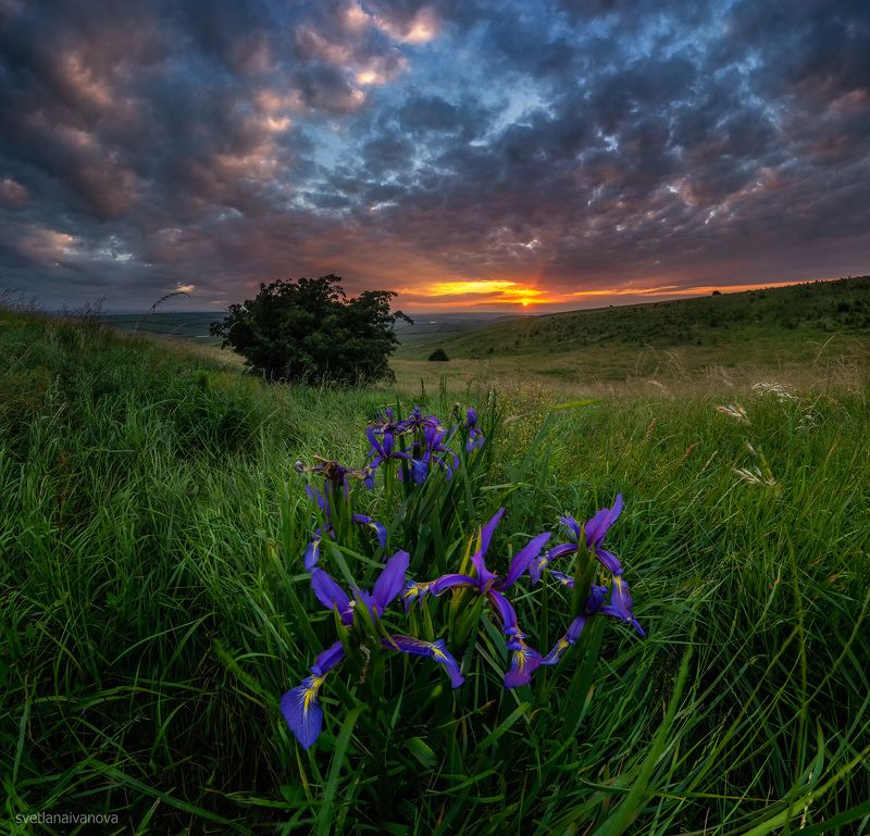 Дикие ирисы на склонах горы Верблюдphoto preview