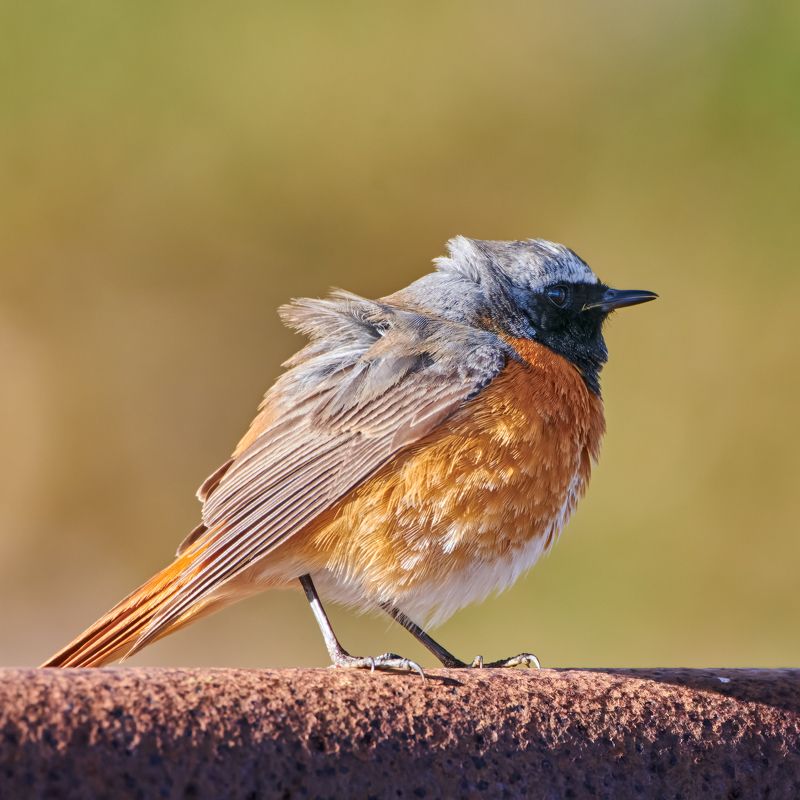 #bird #wildlife #nature #birdphotography Горихвосткаphoto preview