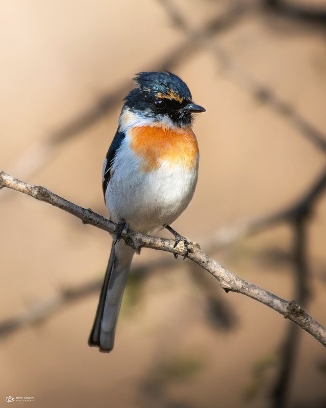 white-bellied minivet, pericrocotus erythropygius, grk, greater rann of kutch, nature, 35awards, 35photo, wildlife, birds, birds of india, parth kansara, parth kansara wildlife, indian wildlife, photo, photography, kutch, birds of kutch, nakhatrana, kutch White-bellied Minivet (Pericrocotus erythropygius)photo preview