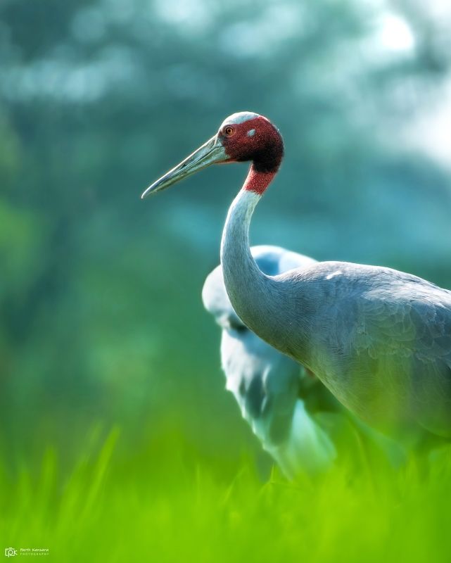 sarus crane, antigone antigone, grk, greater rann of kutch, nature, 35awards, 35photo, wildlife, birds, birds of india, parth kansara, parth kansara wildlife, indian wildlife, photo, photography, kutch, birds of kutch, nakhatrana, kutch wildlife, Sarus Crane (Antigone antigone)photo preview