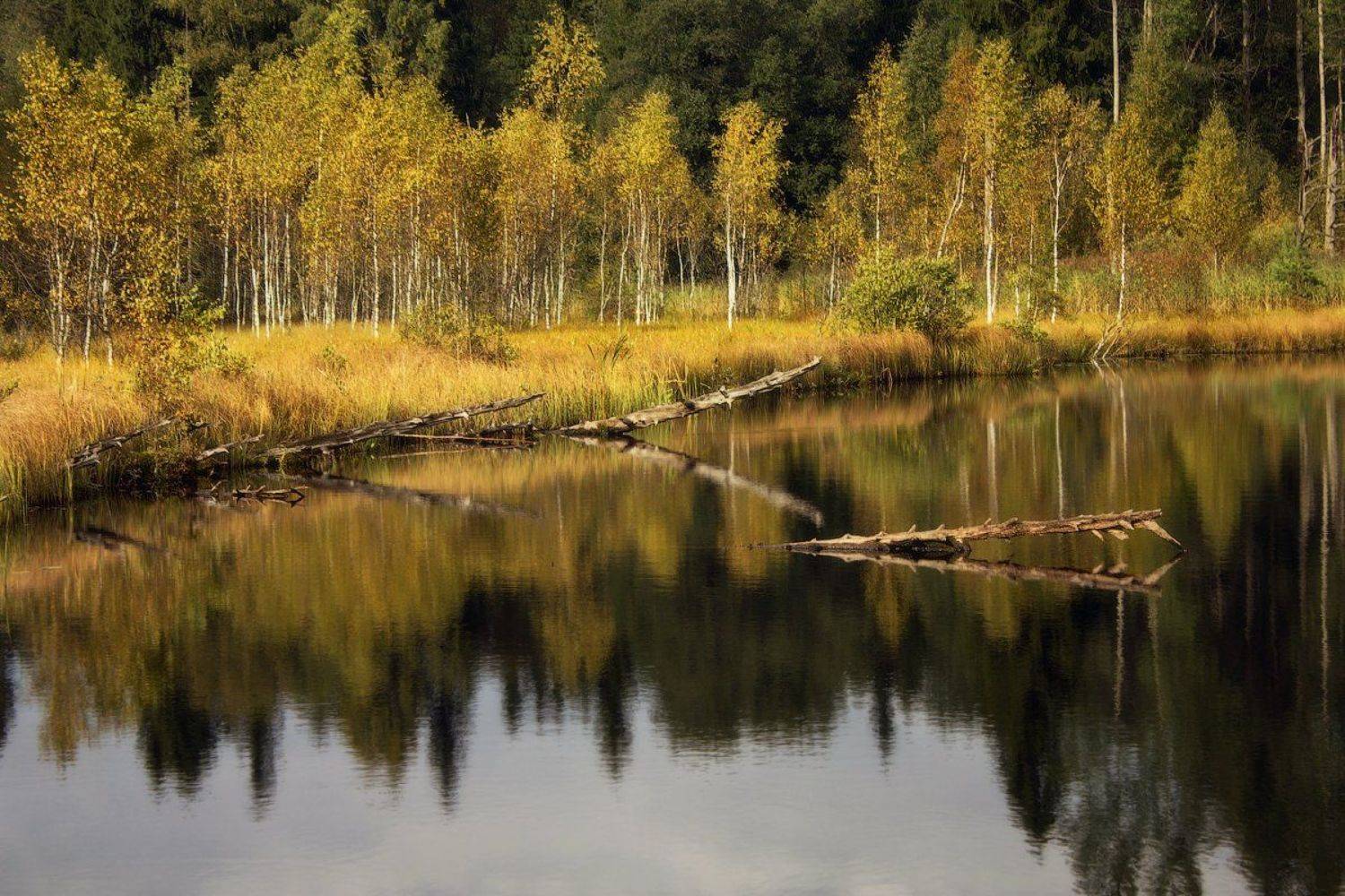 осень, пейзаж, природа, landscape, nature, пейзаж, ленобласть, туман, landscape, nature, природа, foggy, forest, рассвет, болото, ленинградская область, Таня SHE (Aiya)