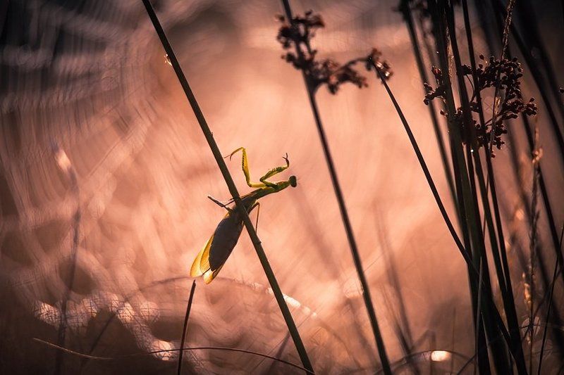 Дирижёрphoto preview