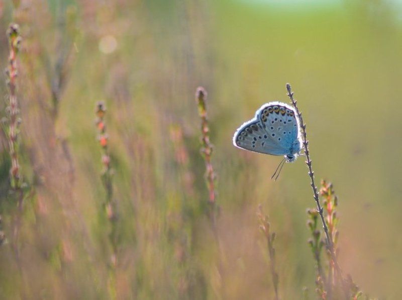 С добрым утромphoto preview