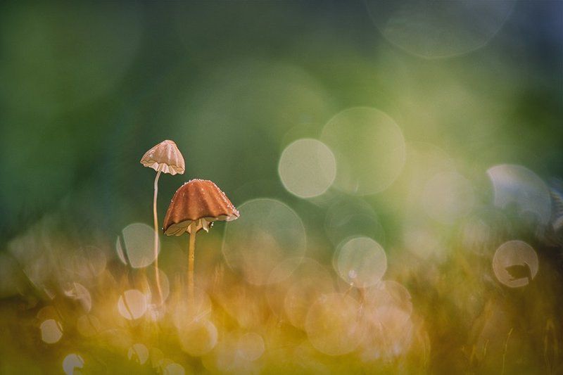 Nice Dreamphoto preview