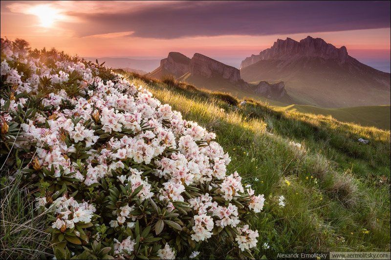 Caucasus, Thachi, Кавказ, Тхачи ~ Стража ~photo preview