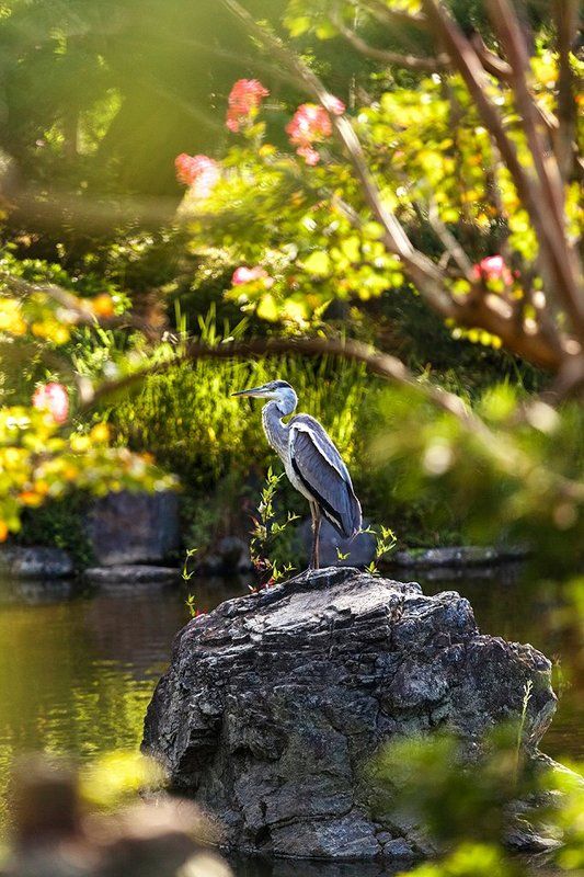 Киото, Природа, Птица, Цапля, Япония Цапля в Киотоphoto preview