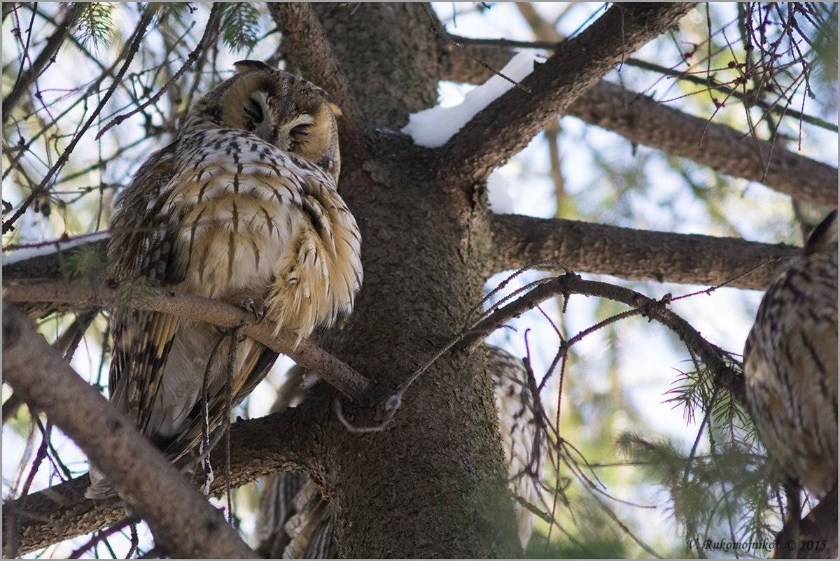 Соня. Автор: Рукомойников Валентин , Рукомойников Валентин