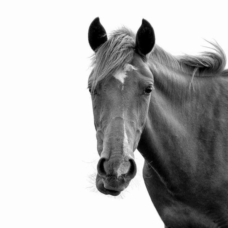 Horsephoto preview