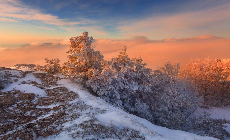 Демерджи, Зима, Крым, Рассвет, Сосны * * *photo preview