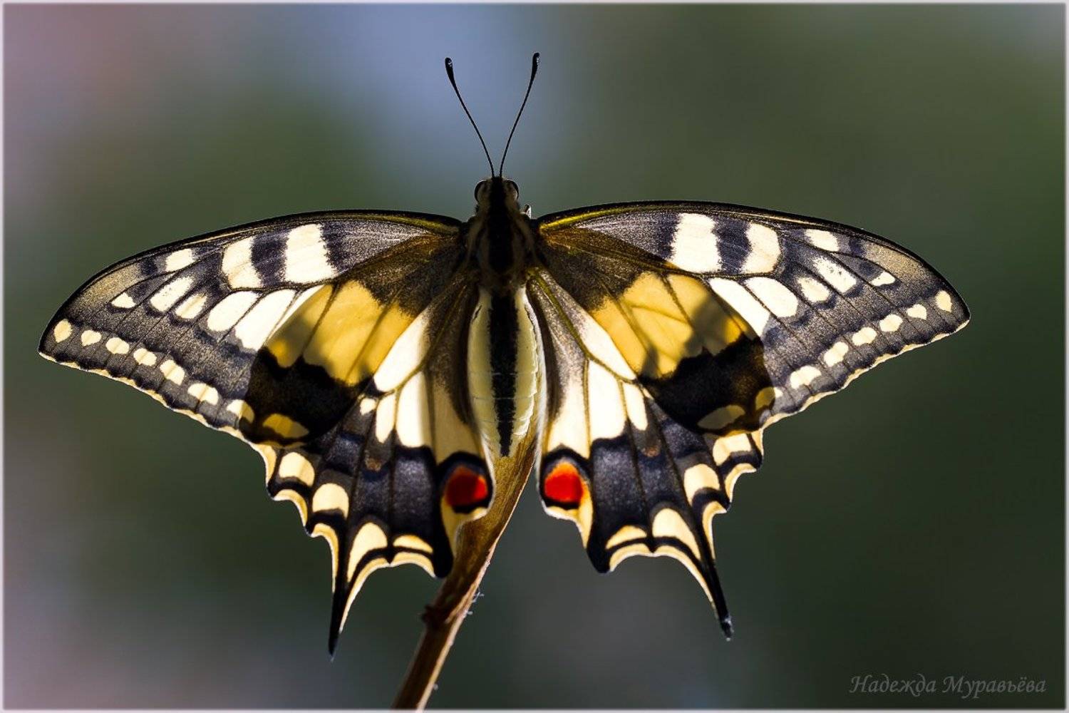 Наполинм солнцем паруса!. Автор: Надежда Муравьёва Papilio machaon, Махаон, Парусник, Надежда Муравьёва