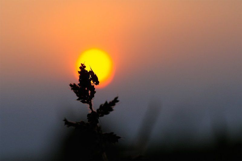 Macro, Nature, Nature Insect, Sunset Sunsetphoto preview