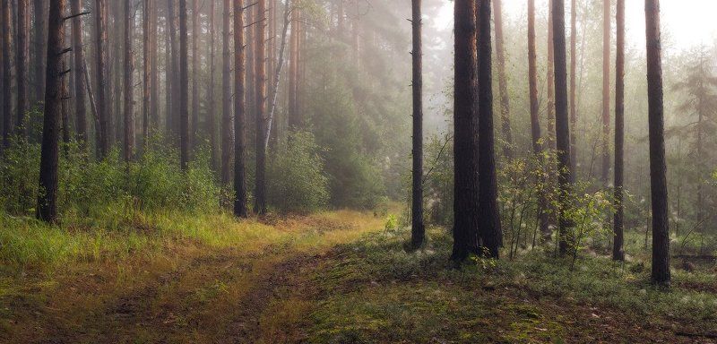 За туманомphoto preview