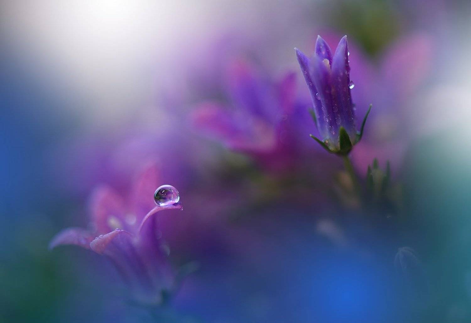 ``*``*``. Автор: Juliana Nan Close-up, Drop, Flower, Macro, Nikon, Juliana Nan