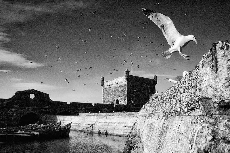 Крепость, Марокко, Рыбаки, Чайки, Эссуэйра Чайки Эссуэйрыphoto preview