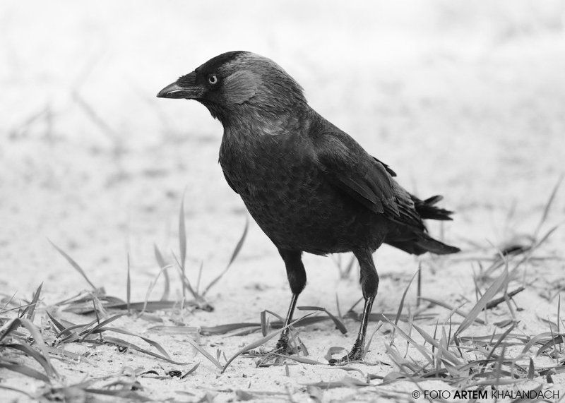 Врановыйphoto preview