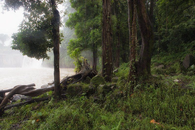 В джунгляхphoto preview