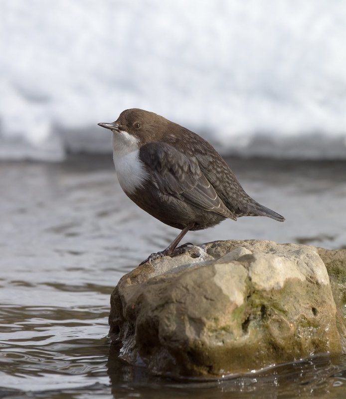оляпка.портрет Отдохну и нырнуphoto preview