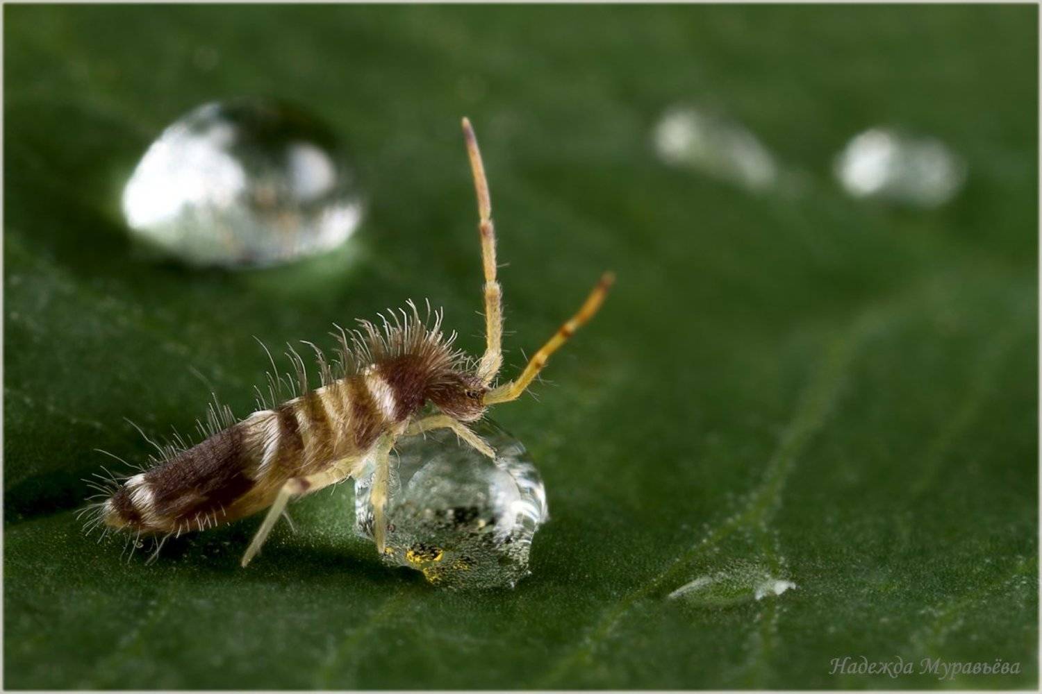 Collembola, Springtail, Коллембола, Ногохвостка, Надежда Муравьёва