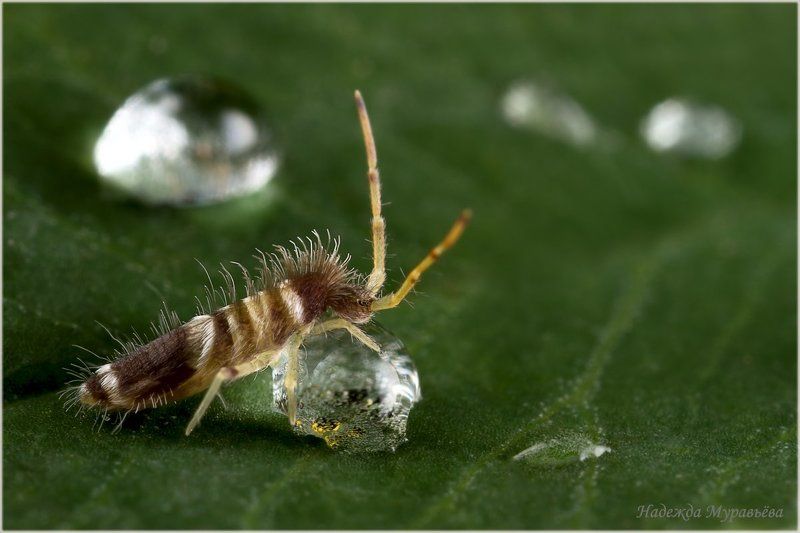 Collembola, Springtail, Коллембола, Ногохвостка Сизифphoto preview