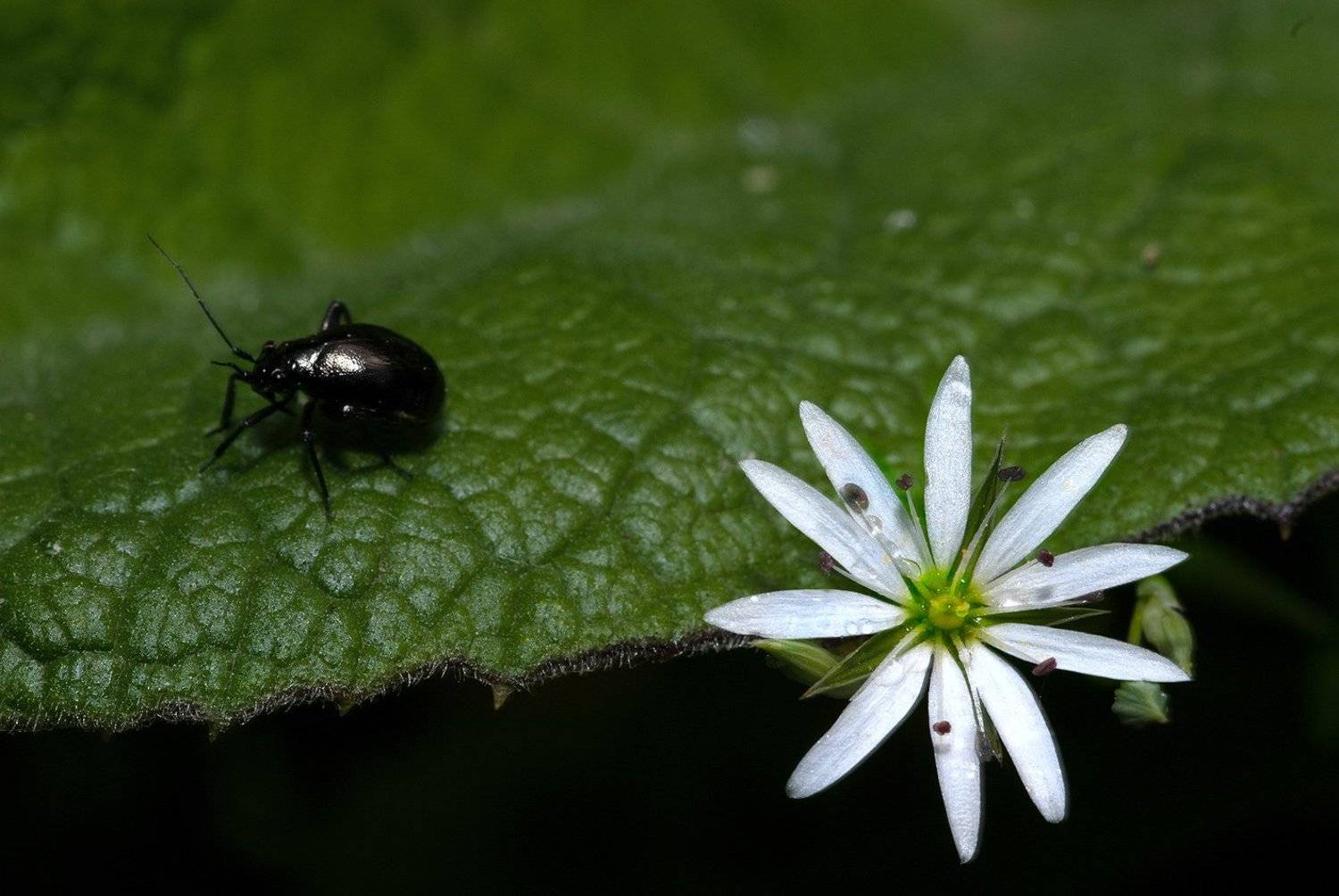 ***. Автор: Орлов Михаил , Орлов Михаил