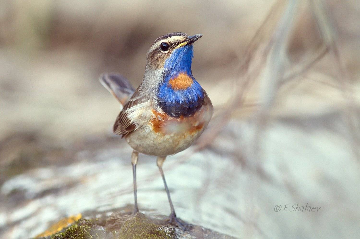 Bluethroat ,Варакушка - Luscinia svecica. Автор: Евгений Birds, Bluethroat, Luscinia svecica, Варакушка, Птица, Птицы, Фотоохота, Евгений