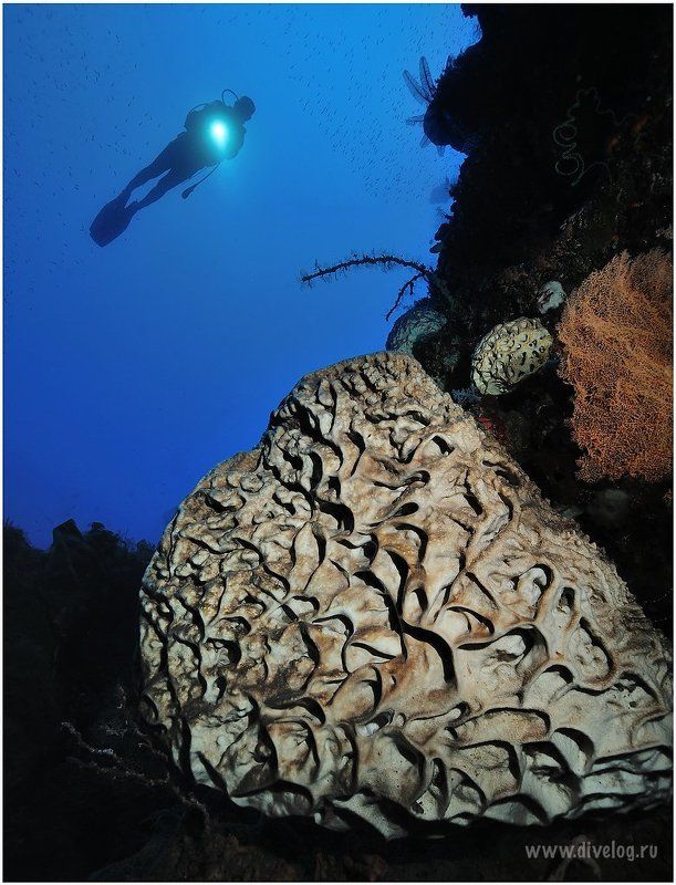 Горонтало, Дайвинг, Кораллы, Широкий угол ГОРОНТАЛО-1photo preview