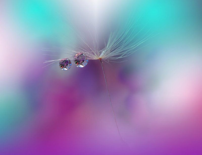macro,closeup,drop,water,dandelion,nikon .\\o.o/.photo preview