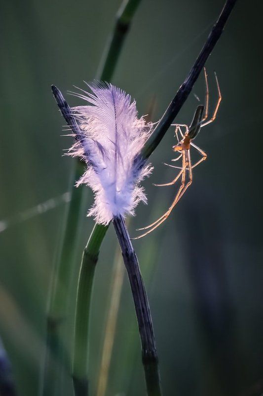 Кружевных узоров мастера.photo preview