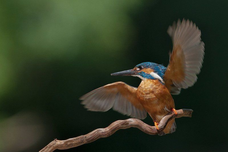 kingfisher, земеродно рибарче, зимородок Зимородокphoto preview