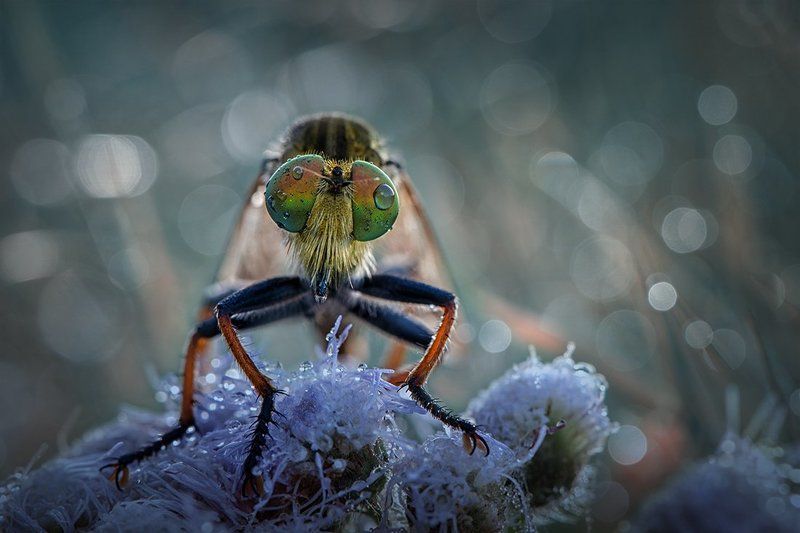 the other side of piratephoto preview