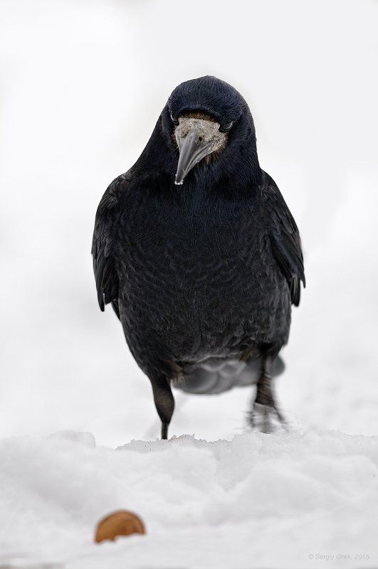 rook, walnut, грач, зима, орех Грач и орехphoto preview