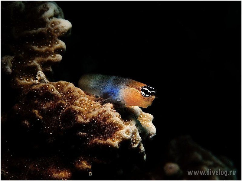 Горонтало, Дайвинг, Индонезия, Креветка, Макро ГОРОНТАЛО-2photo preview