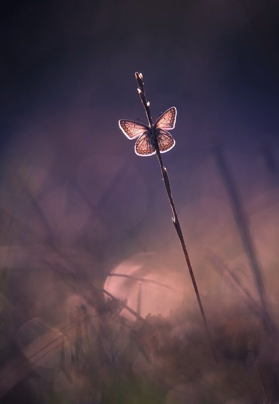 Утренняя.photo preview