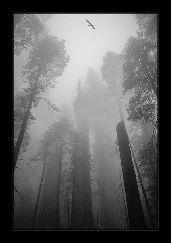 Прощай  ...photo preview