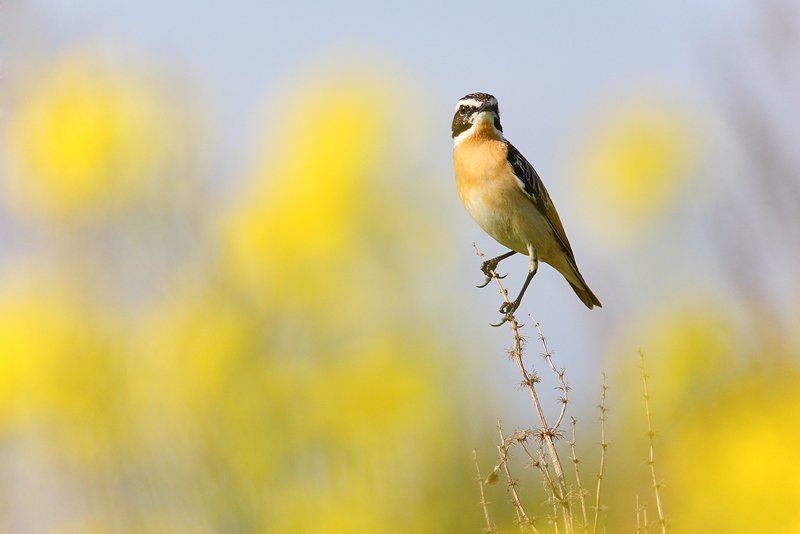 дикая природа, лето, луговой чекан, природа, птица, птицы, телеобъектив, фотоохота, чекан Луговой чеканphoto preview