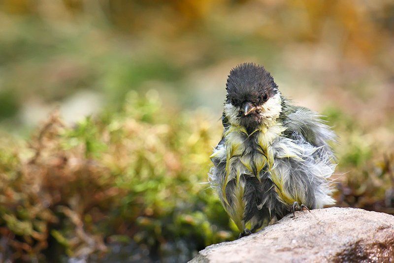 большая синица, дикая природа, природа, птица, птицы, синица, фотоохота После купанияphoto preview