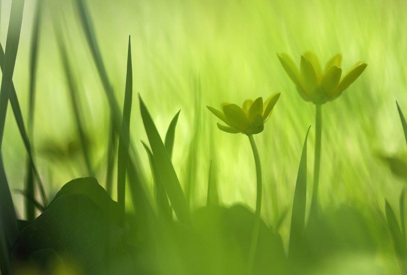 весна, дикая природа, макро, первоцветы, природа, растения, флора, цветок, цветы Чистяк весеннийphoto preview